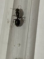 IMG_0066.jpeg