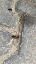 Karınca toplu 2.jpeg