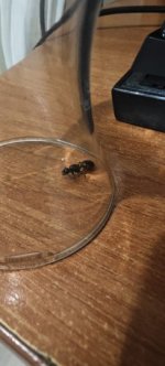 karınca kraliçe.jpeg