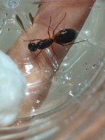 Şişe Karınca.jpeg