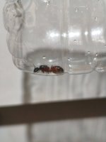 Şişe Karınca 2.jpeg