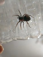 örümcek alttan.jpeg