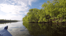 sampling-sites-mangroves-in-Guadeloupe_Olivier-Gros-3-copy.png