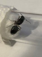 IMG_0088.jpeg
