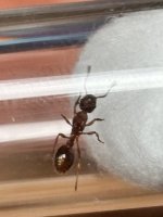 IMG_0976.jpeg