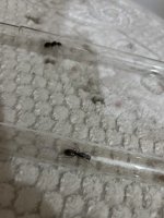 IMG_2919.jpeg