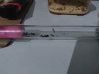 58243.jpg
