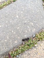 IMG_20260430_171236.jpg
