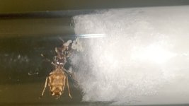 IMG_8338.jpeg