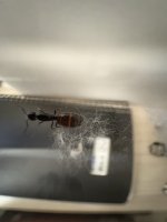 IMG_2224.jpeg