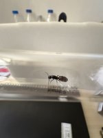 IMG_2223.jpeg