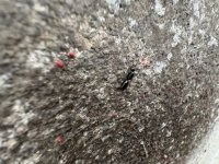 IMG_2211.jpeg