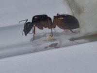 Camponotus Sanctus​.jpeg