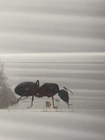 IMG_4821.jpeg