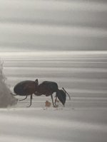 IMG_4820.jpeg