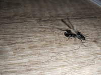 IMG_20260517_134753.jpg