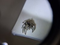 17790307772013722855590695449275.jpg