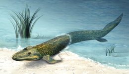 tiktaalik.jpg