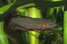 betta burdigala.jpg
