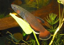 betta albimarginata.jpg