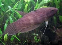 betta anabontaidei.jpg