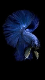 betta2.jpeg