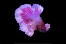 betta splenes.jpeg