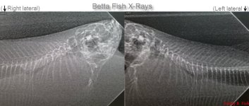 betta-x-rays.jpg