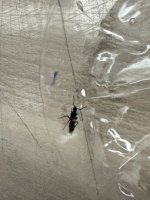 IMG_3255.jpeg