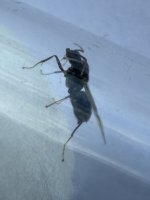 IMG_0285.jpeg