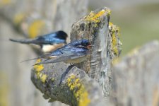 DSC_0797.jpg DSC_0797.jpg