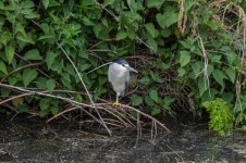 DSC_1104.jpg DSC_1104.jpg