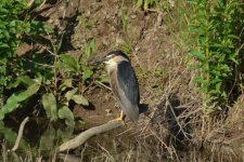 DSC_1545.jpg DSC_1545.jpg