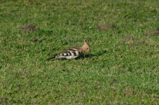 DSC_1672.jpg DSC_1672.jpg
