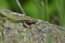 DSC_4562.jpg DSC_4562.jpg