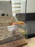IMG_2954.jpeg