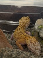 IMG_3318.jpeg