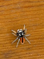 IMG_5141.jpeg