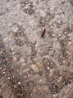 IMG_0172.jpeg