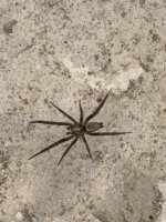 IMG_5424.jpeg