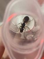 IMG_4183.jpeg