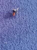 IMG_20260525_190044_959.jpg