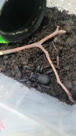 tarantula.jpg