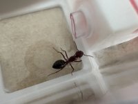 IMG_0200.jpeg