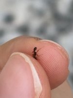 IMG_0490.jpeg