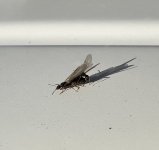 IMG_4103.jpeg IMG_4103.jpeg