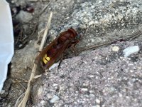 IMG_3622.jpeg
