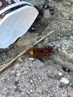 IMG_3621.jpeg