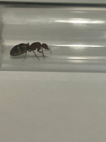 görsel_2026-05-27_121054169.png