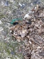 IMG_0533.jpeg